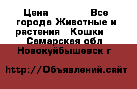 Zolton › Цена ­ 30 000 - Все города Животные и растения » Кошки   . Самарская обл.,Новокуйбышевск г.